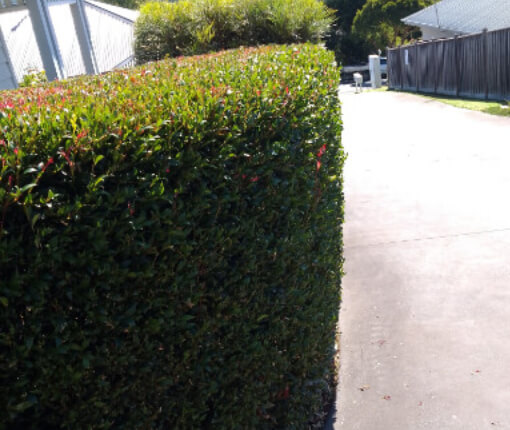 Beautiful trimmed hedge